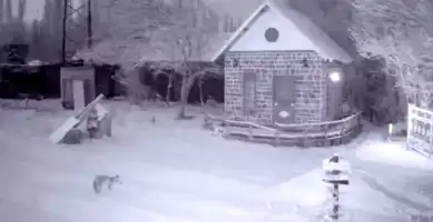 Aç Tilki Bingöl'de Kümes Baskını Yaptı!