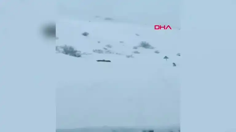 Bingöl'de Vaşak Ailesi Görüntülendi!